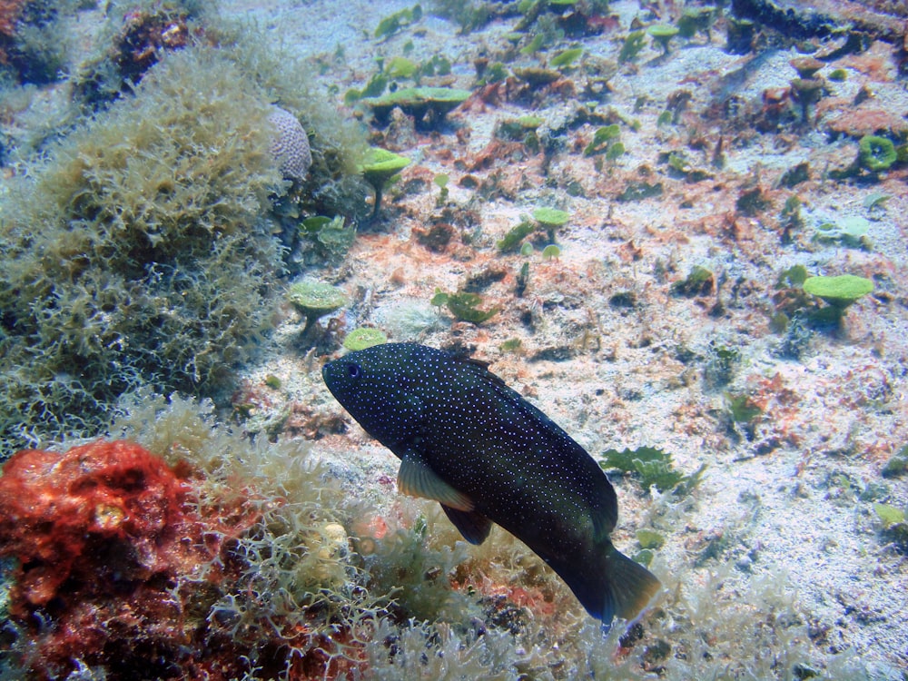 a black and white fish on a coral reef
