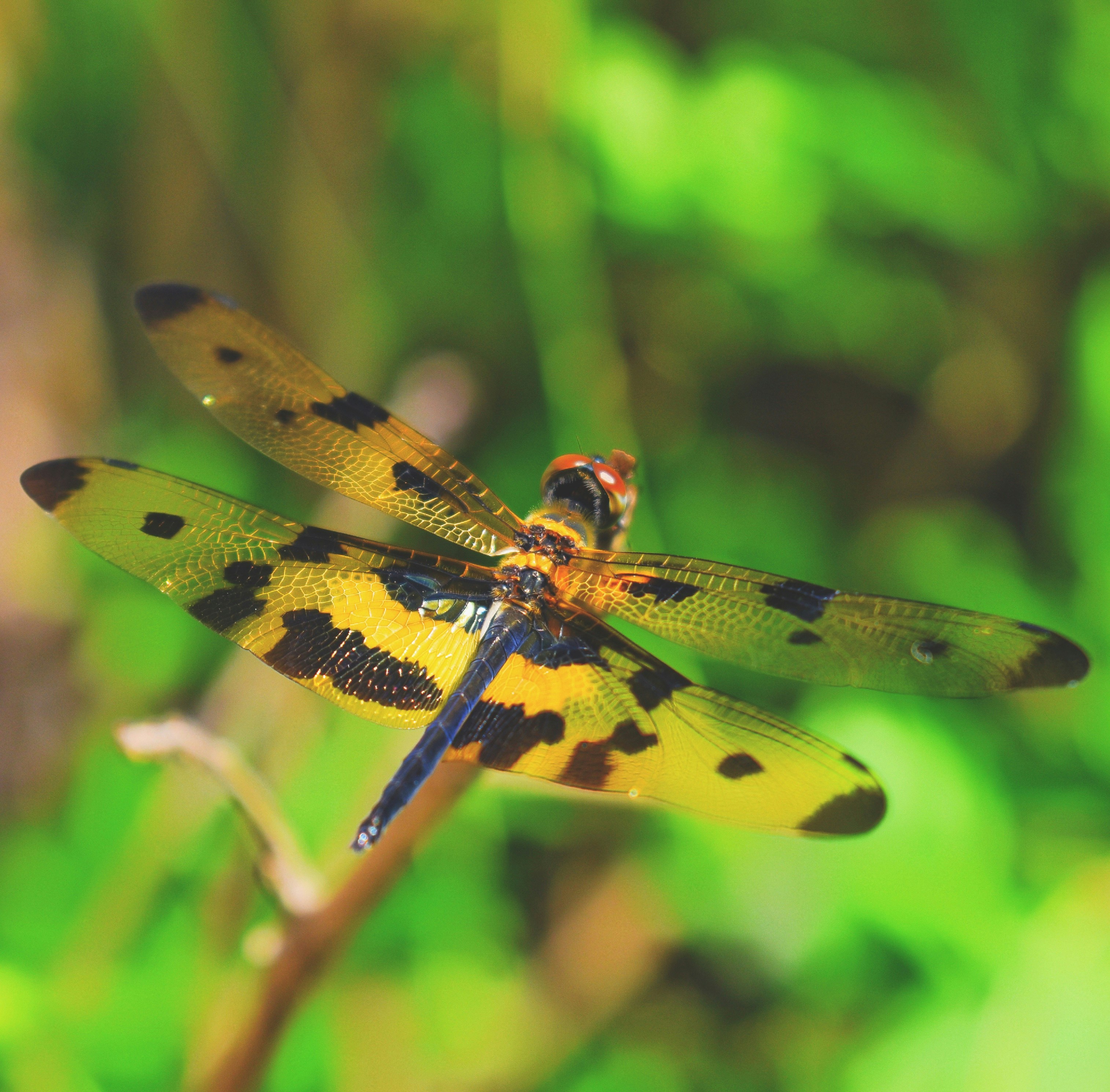 A yellow and black dragonfly sitting on top of a plant photo – Free ...