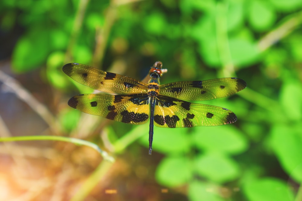 a yellow and black dragonfly sitting on top of a green plant