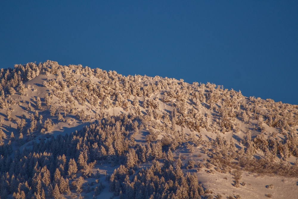 a mountain covered in snow and trees under a blue sky