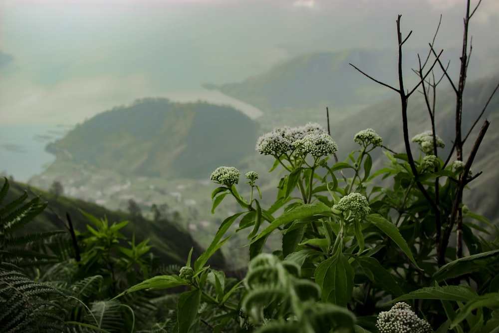 a view of a valley and a body of water from the top of a hill