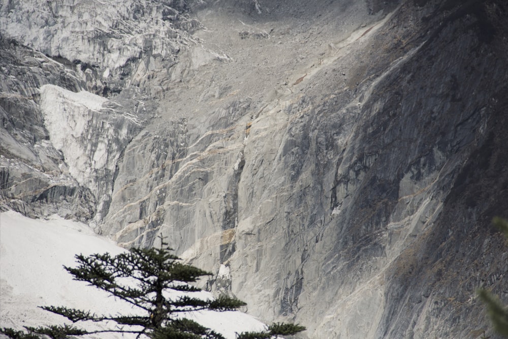 a pine tree in front of a mountain