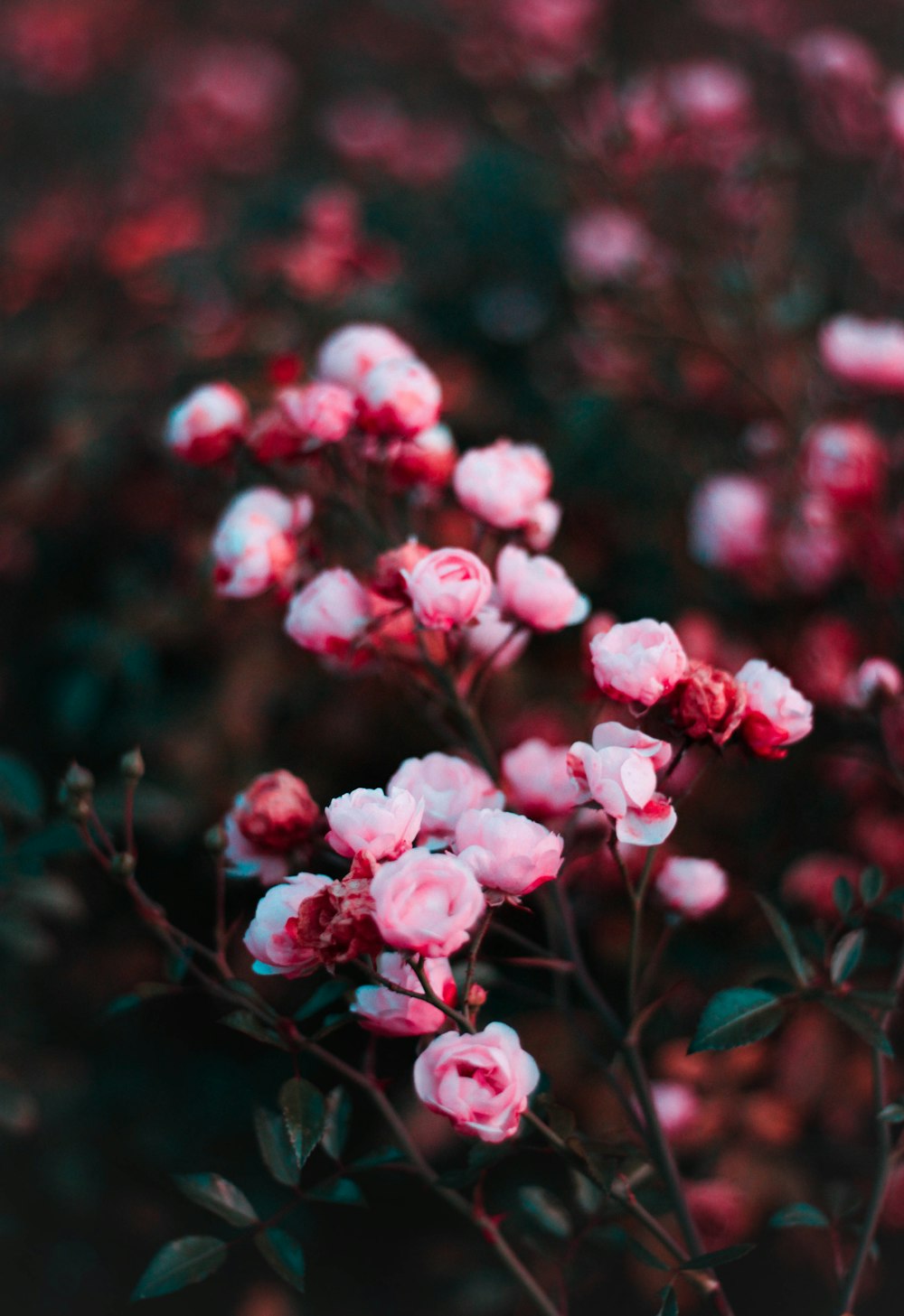 a bunch of pink flowers with green leaves