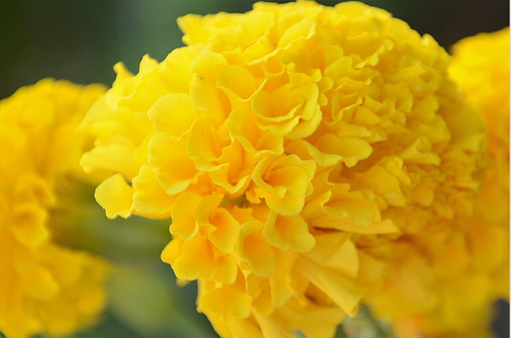 a close up of a yellow flower with a blurry background