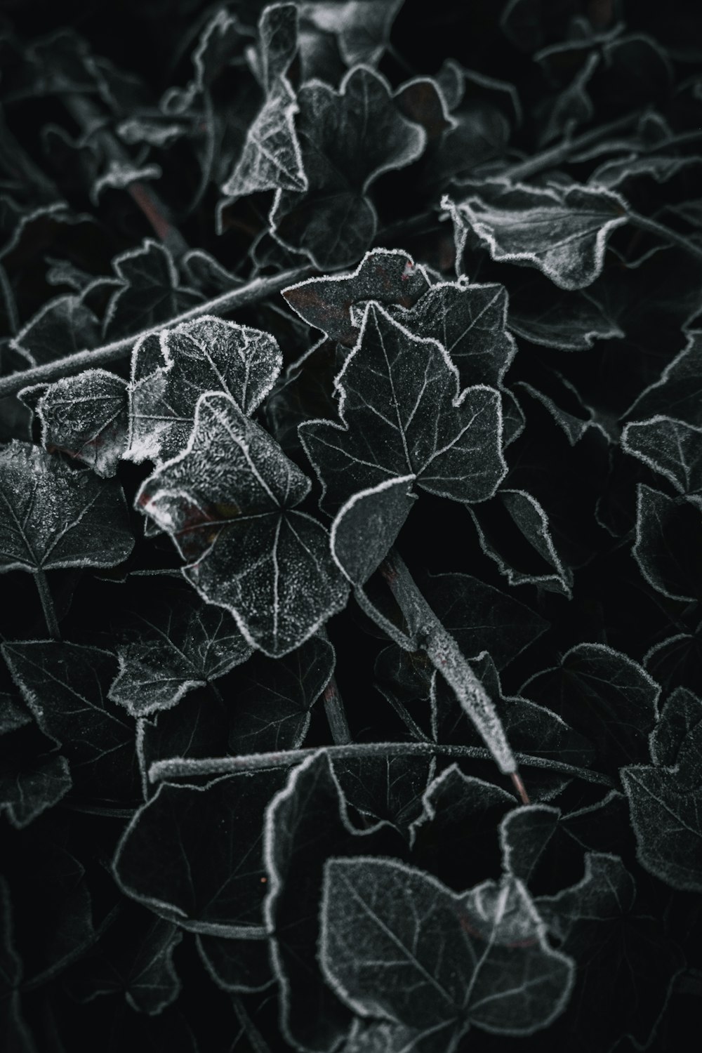 a black and white photo of a leafy plant