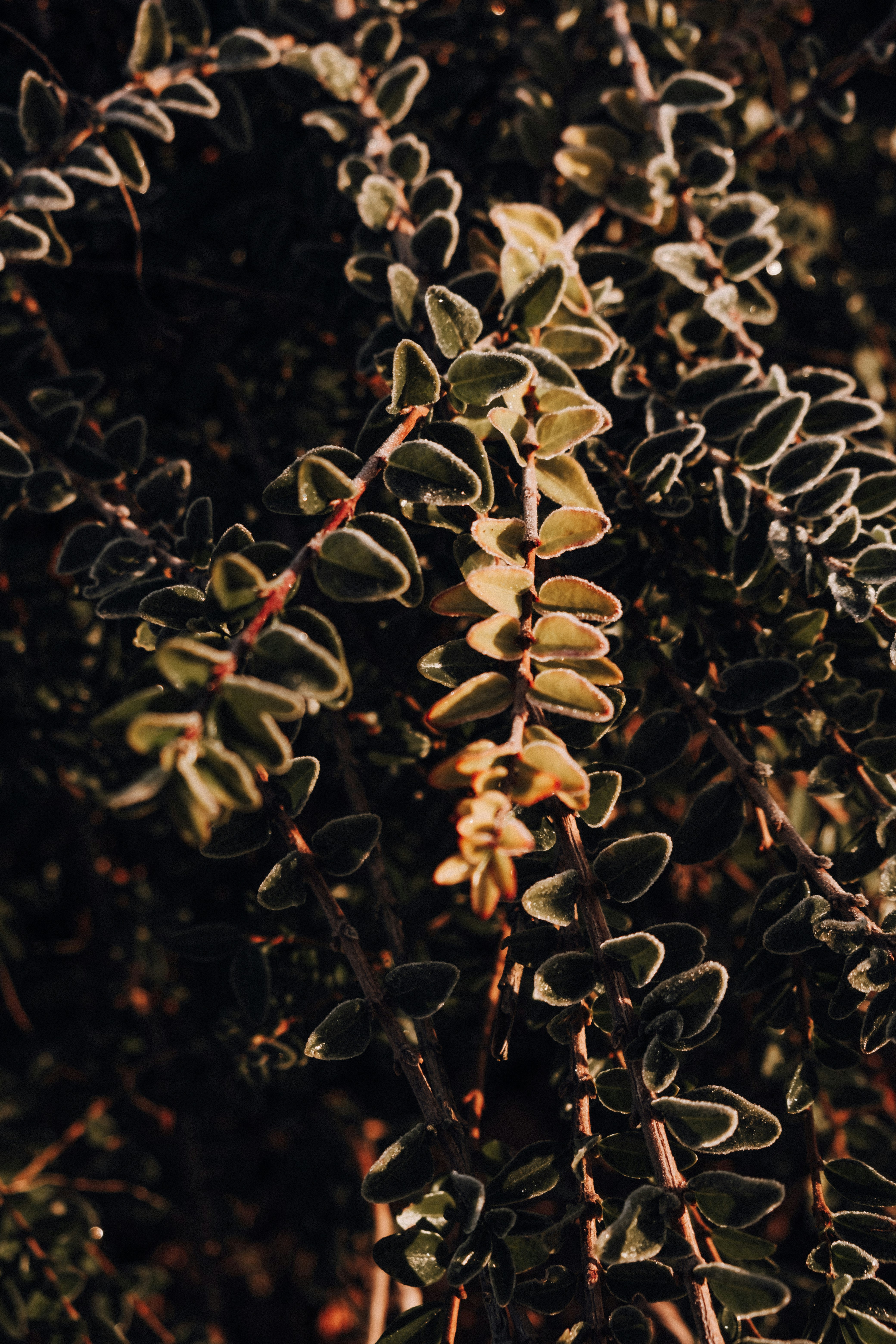 Photo by daniel_sarkady