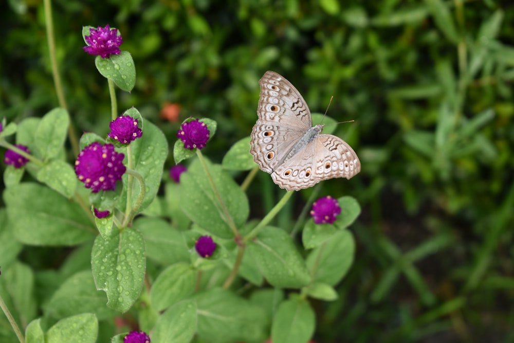 a butterfly sitting on top of a purple flower