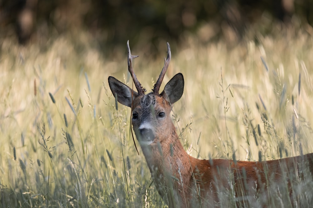 a deer standing in a field of tall grass