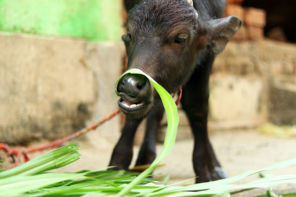 a baby cow is chewing on some grass