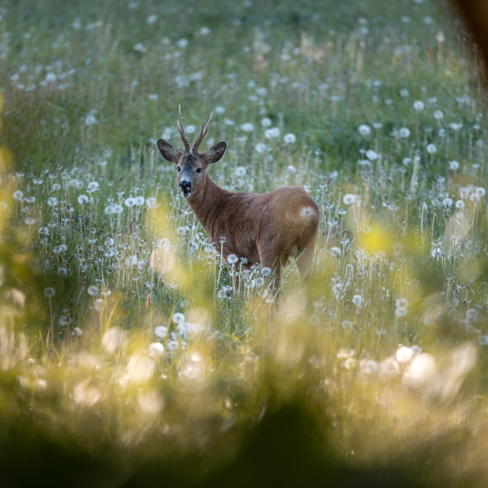 a deer is standing in a field of flowers