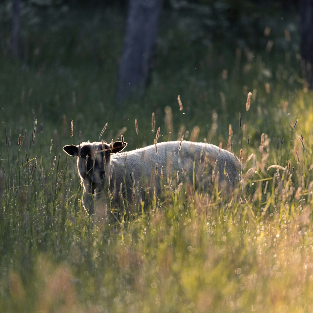 a sheep standing in a field of tall grass