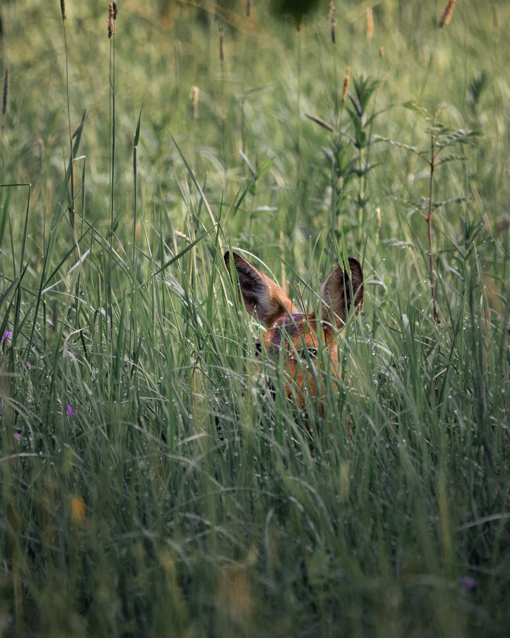 a fox hiding in the tall grass in a field
