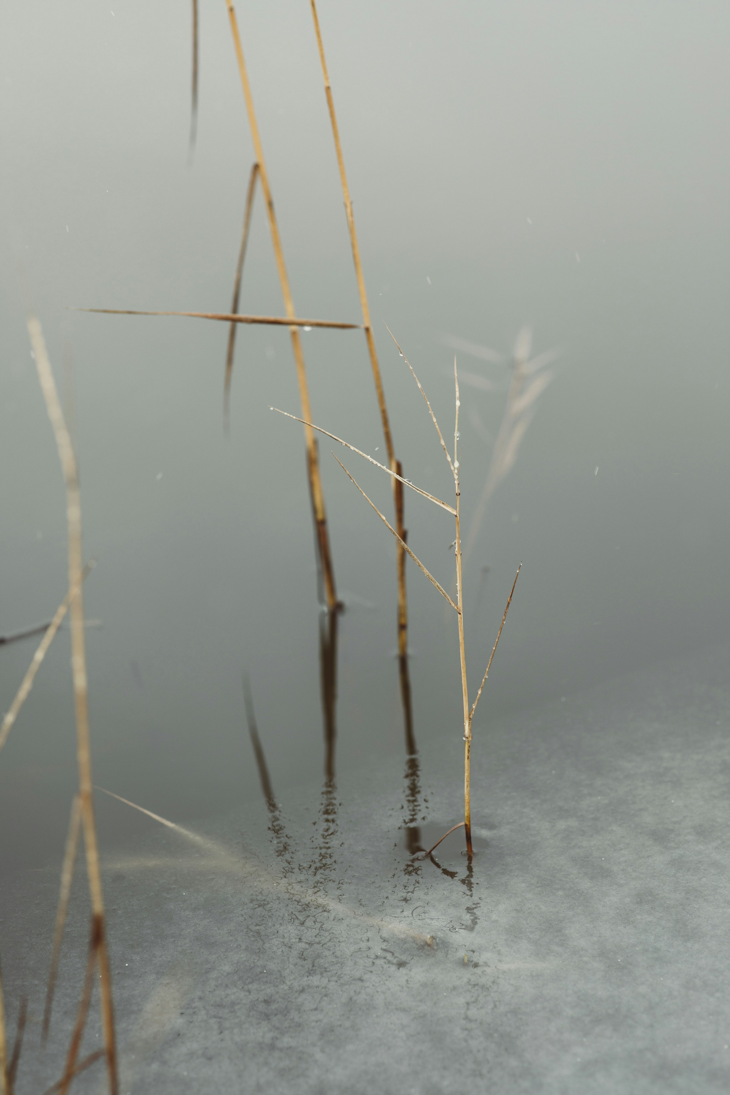 a couple of plants floating on top of a body of water