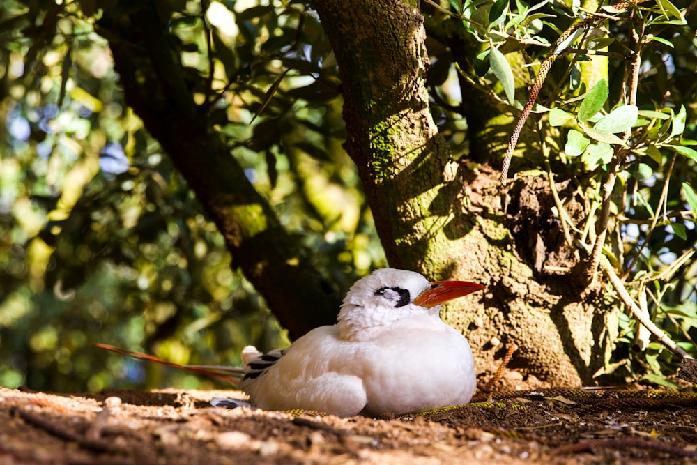 a small white bird sitting under a tree