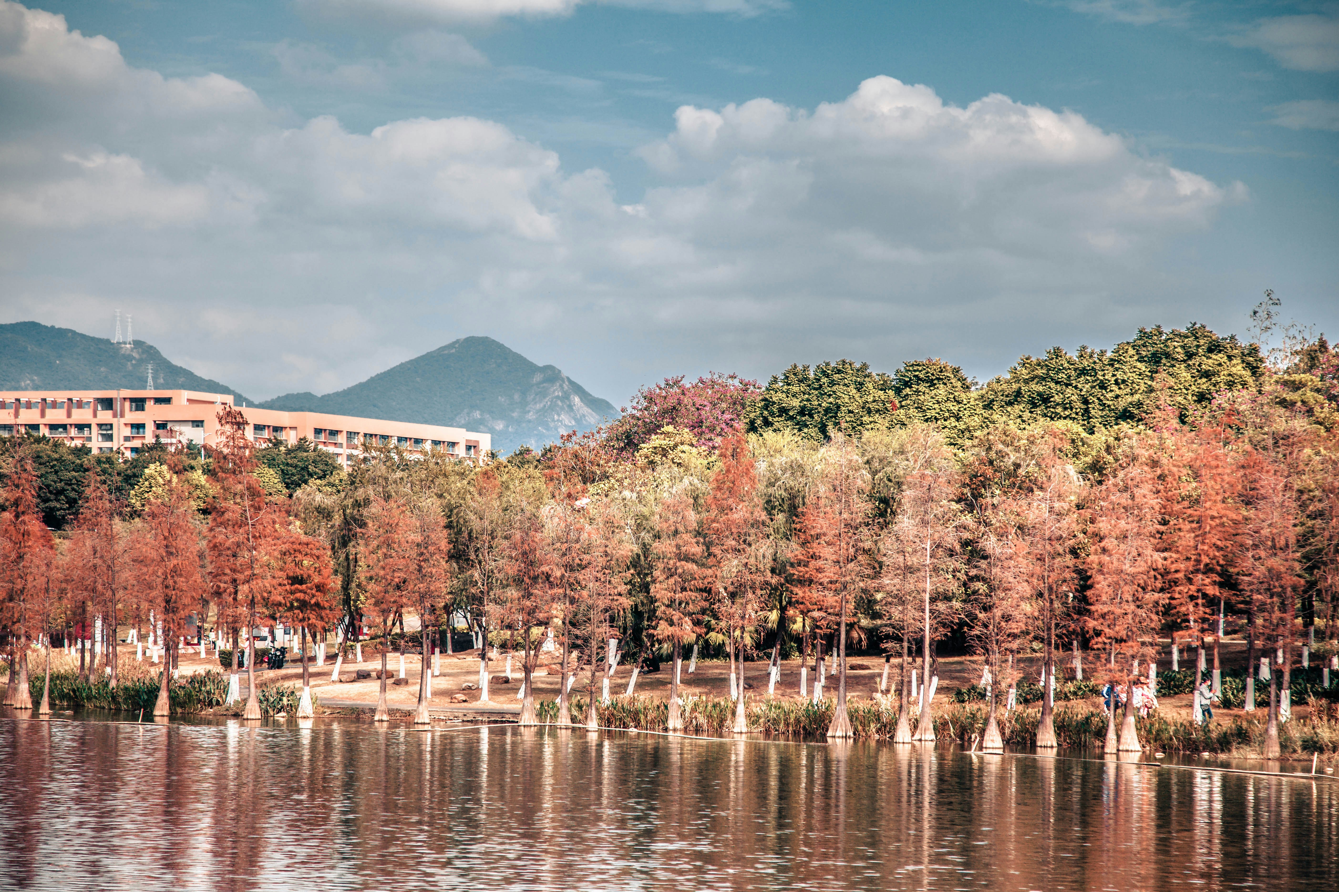 a large body of water surrounded by trees