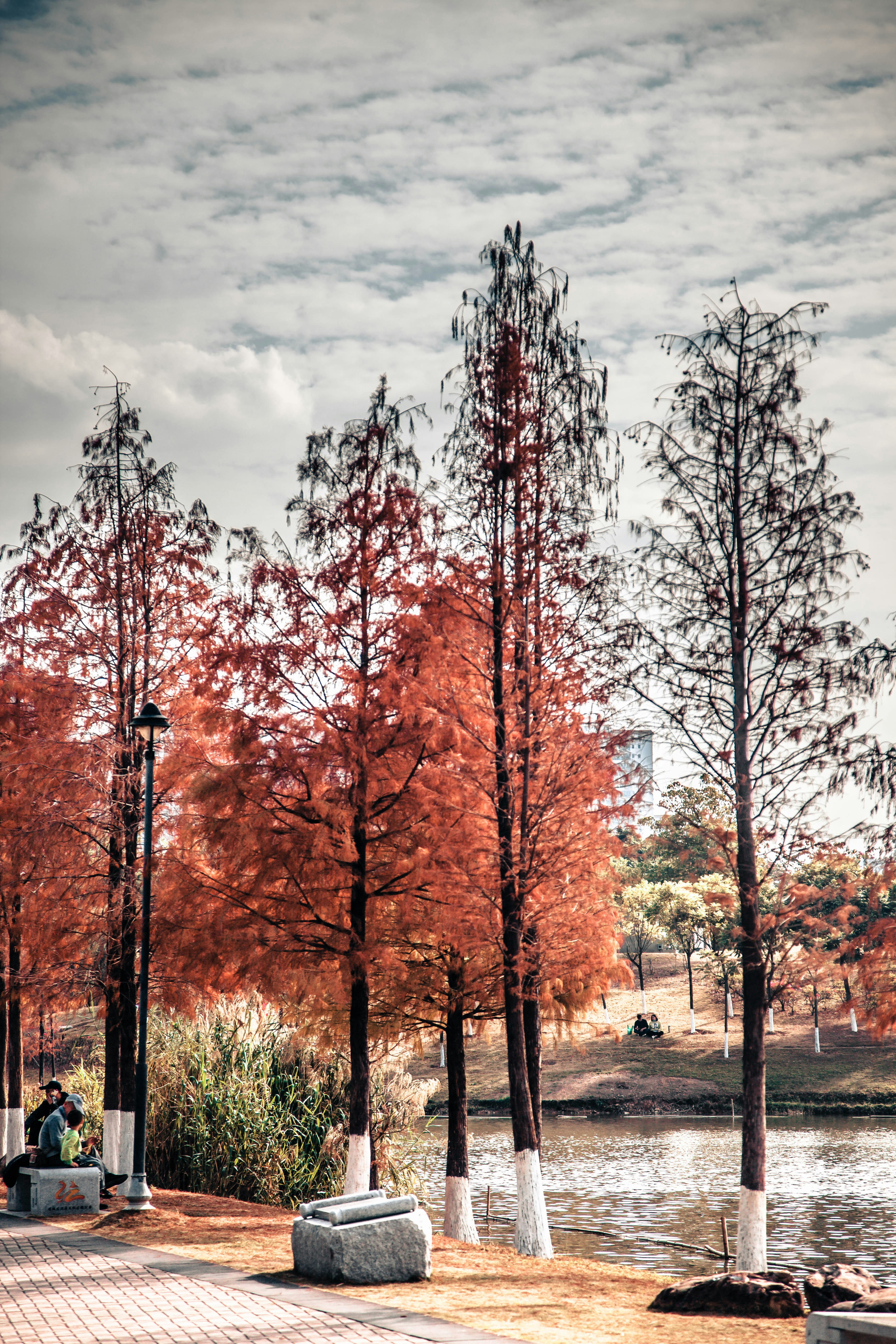 a couple of trees that are next to a body of water