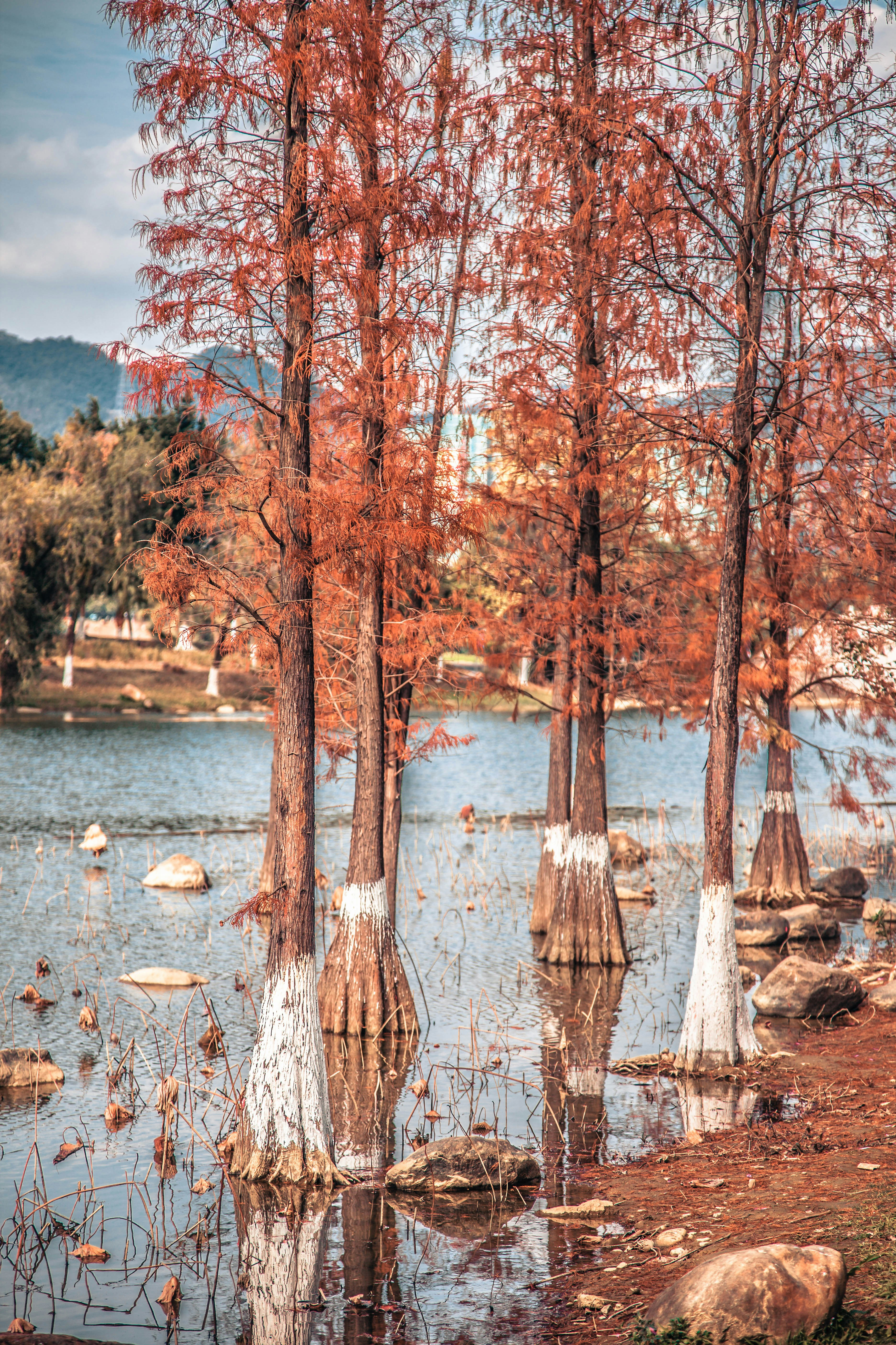 a body of water surrounded by trees and rocks