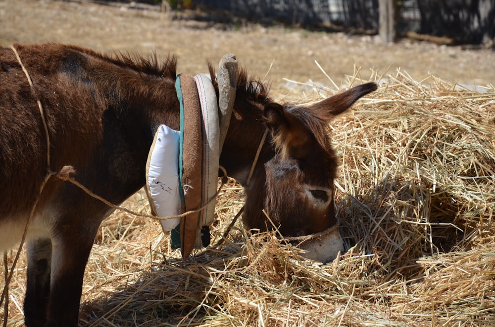 a brown horse eating hay from a pile of hay