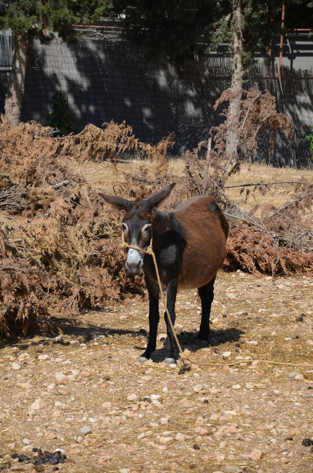 a brown cow standing on top of a dry grass field