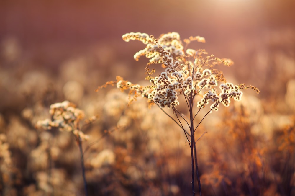 a close up of a flower in a field