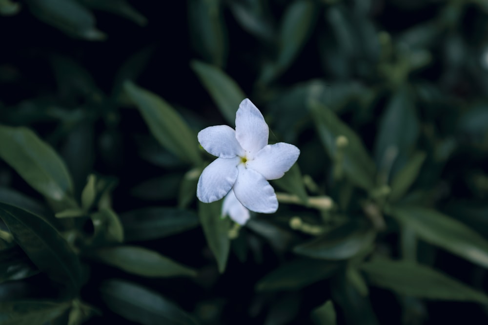 a white flower with green leaves in the background