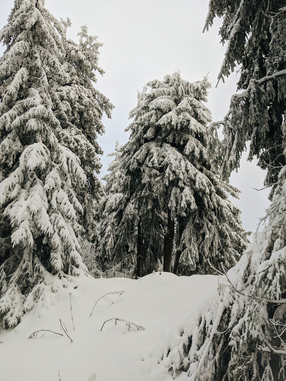 a snow covered forest filled with lots of trees