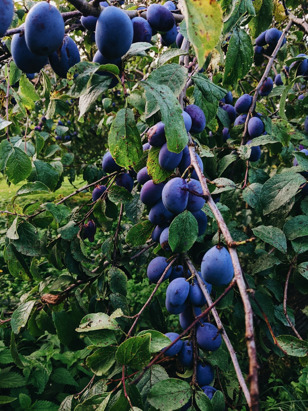 a bunch of blue plums growing on a tree