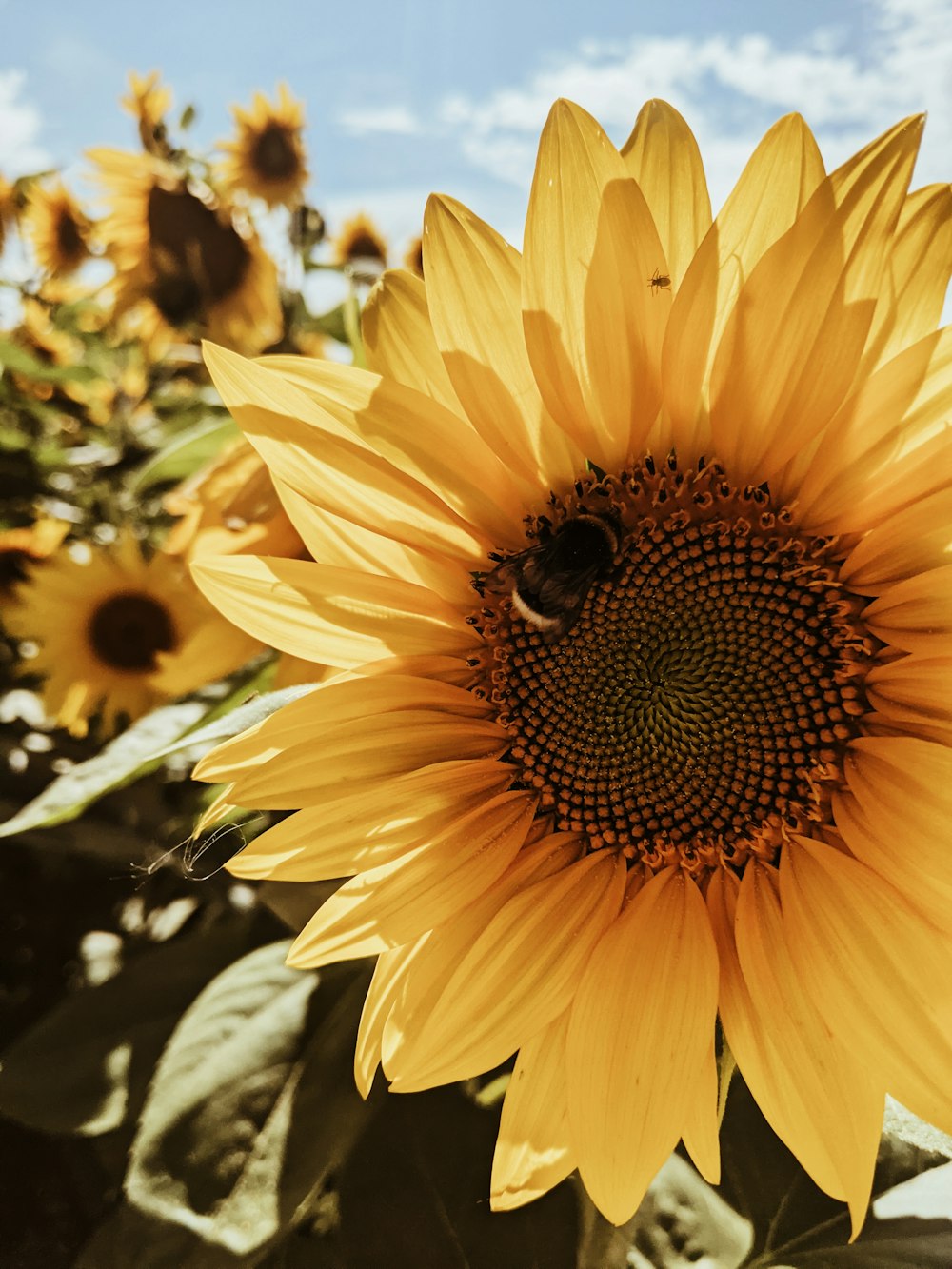 a large sunflower with a bee on it