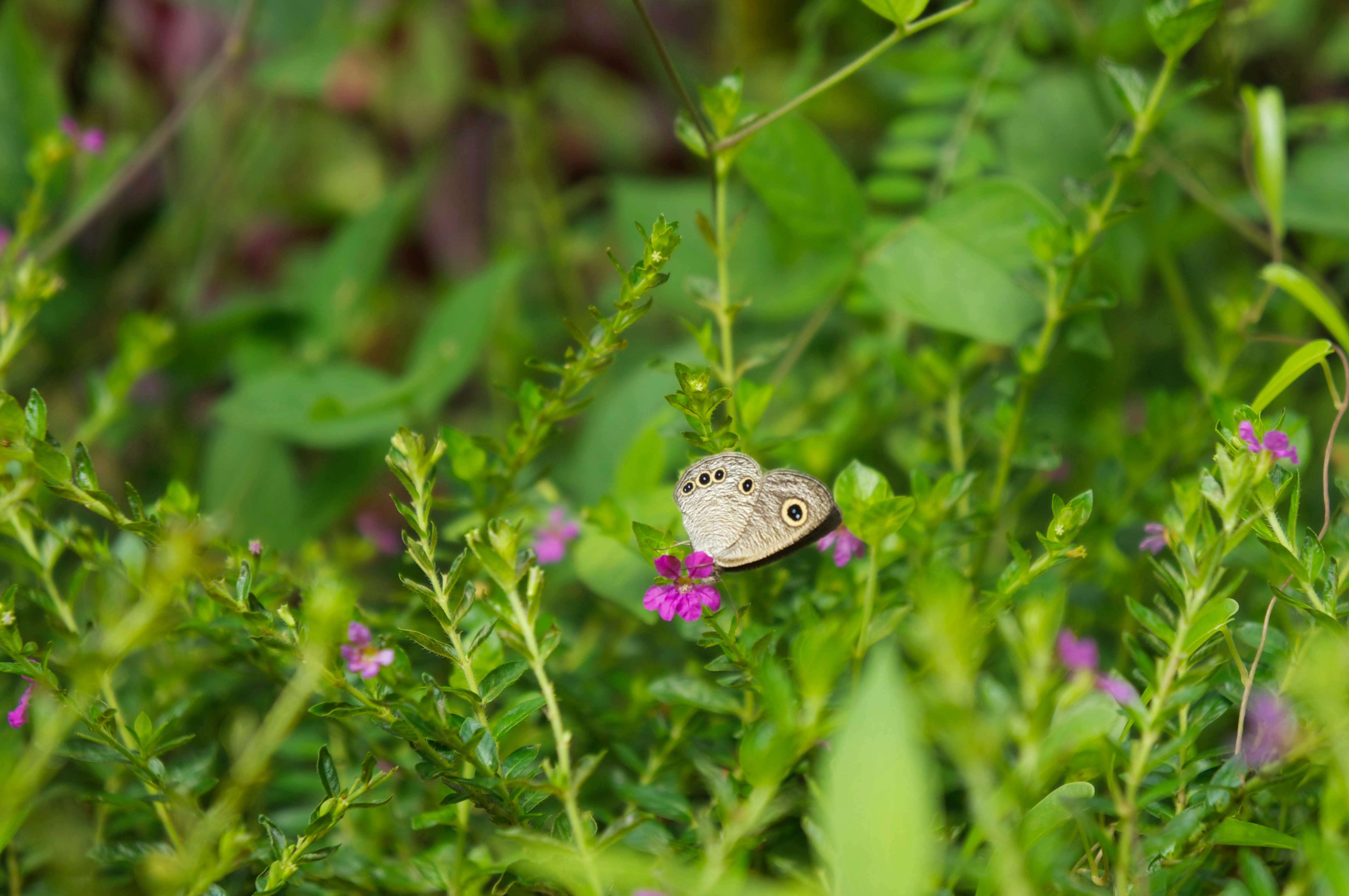 a butterfly sitting on top of a purple flower