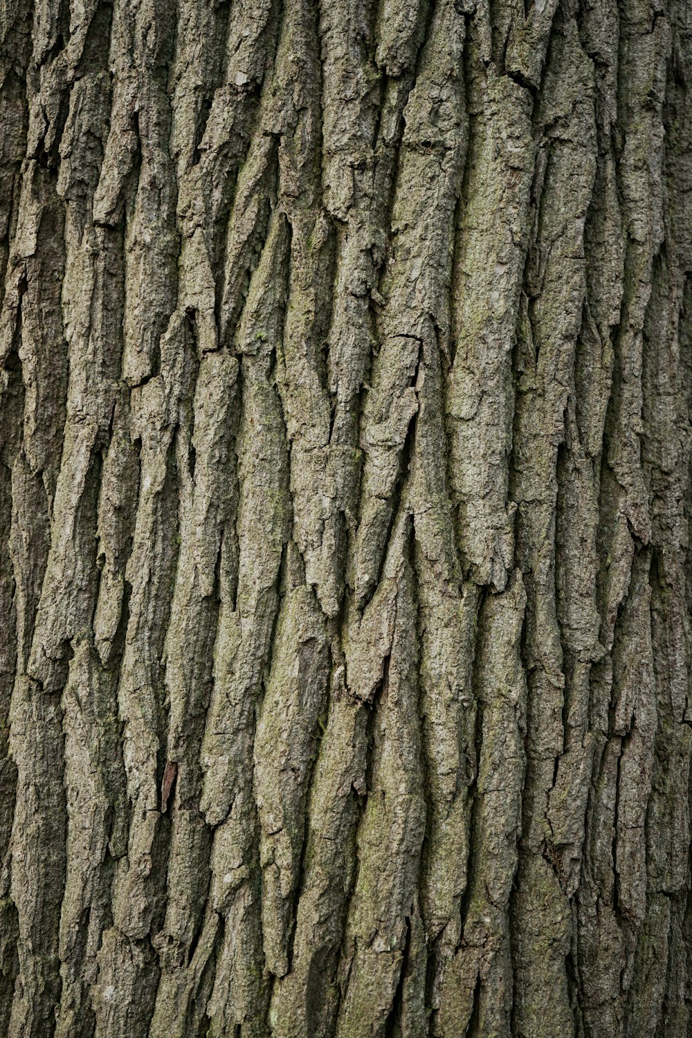 a close up of the bark of a tree