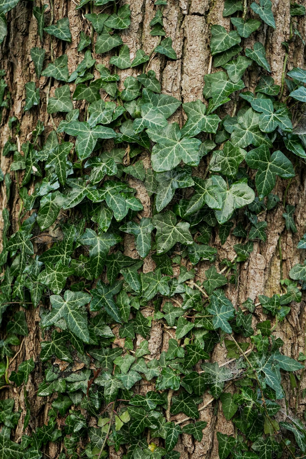 a tree with ivy growing on it's bark