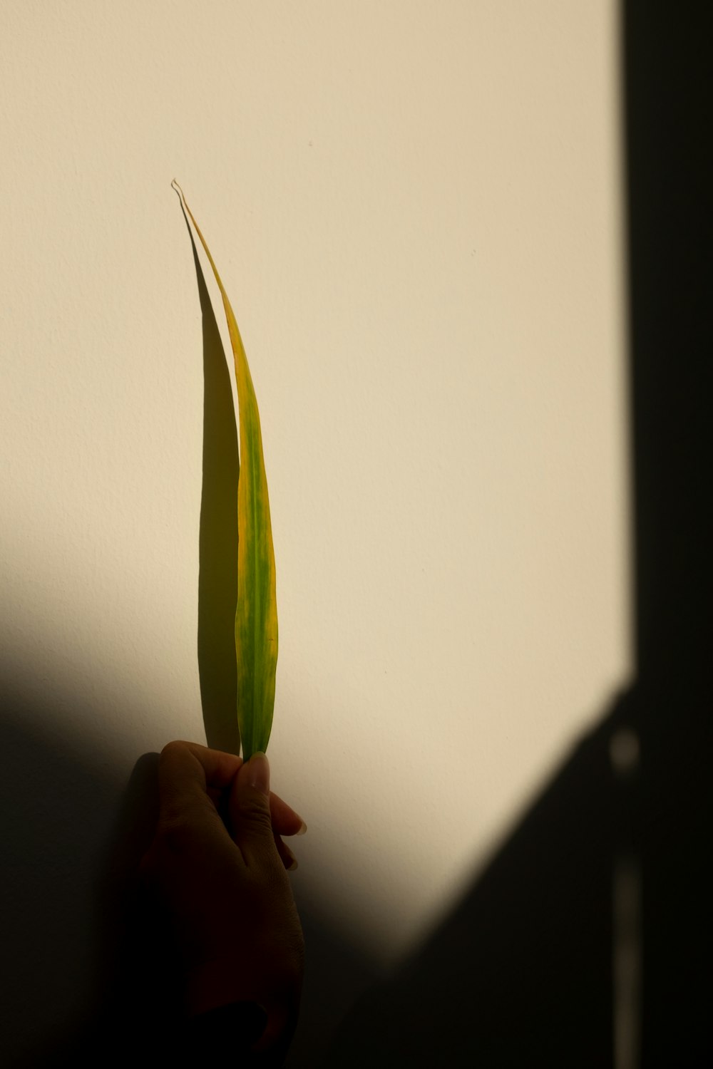 a person holding a flower in their hand