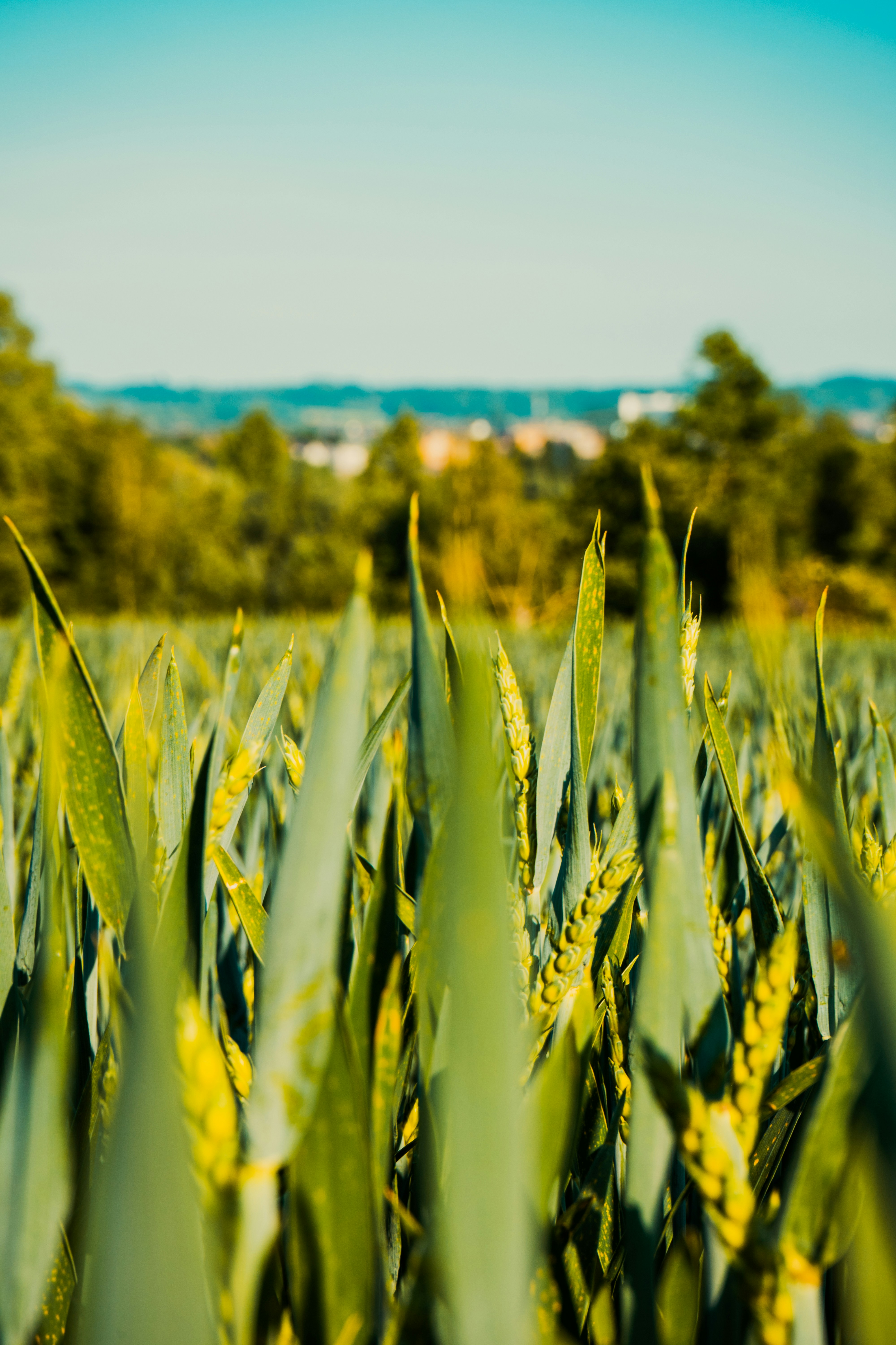 Ein Feld mit grünen Pflanzen und Bäumen im Hintergrund