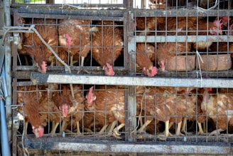 a bunch of chickens are in a cage