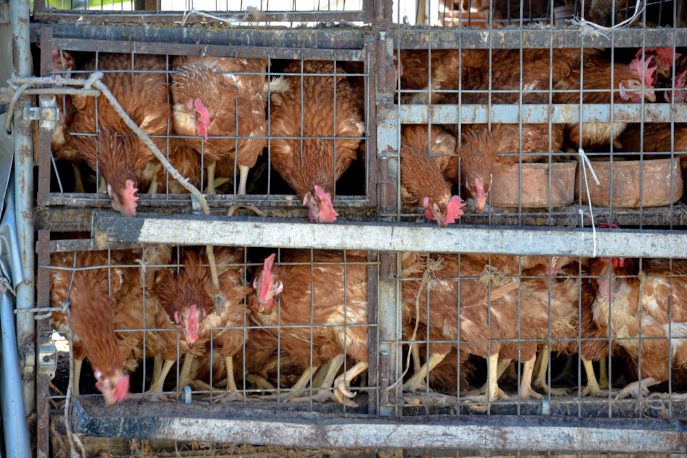 a bunch of chickens are in a cage