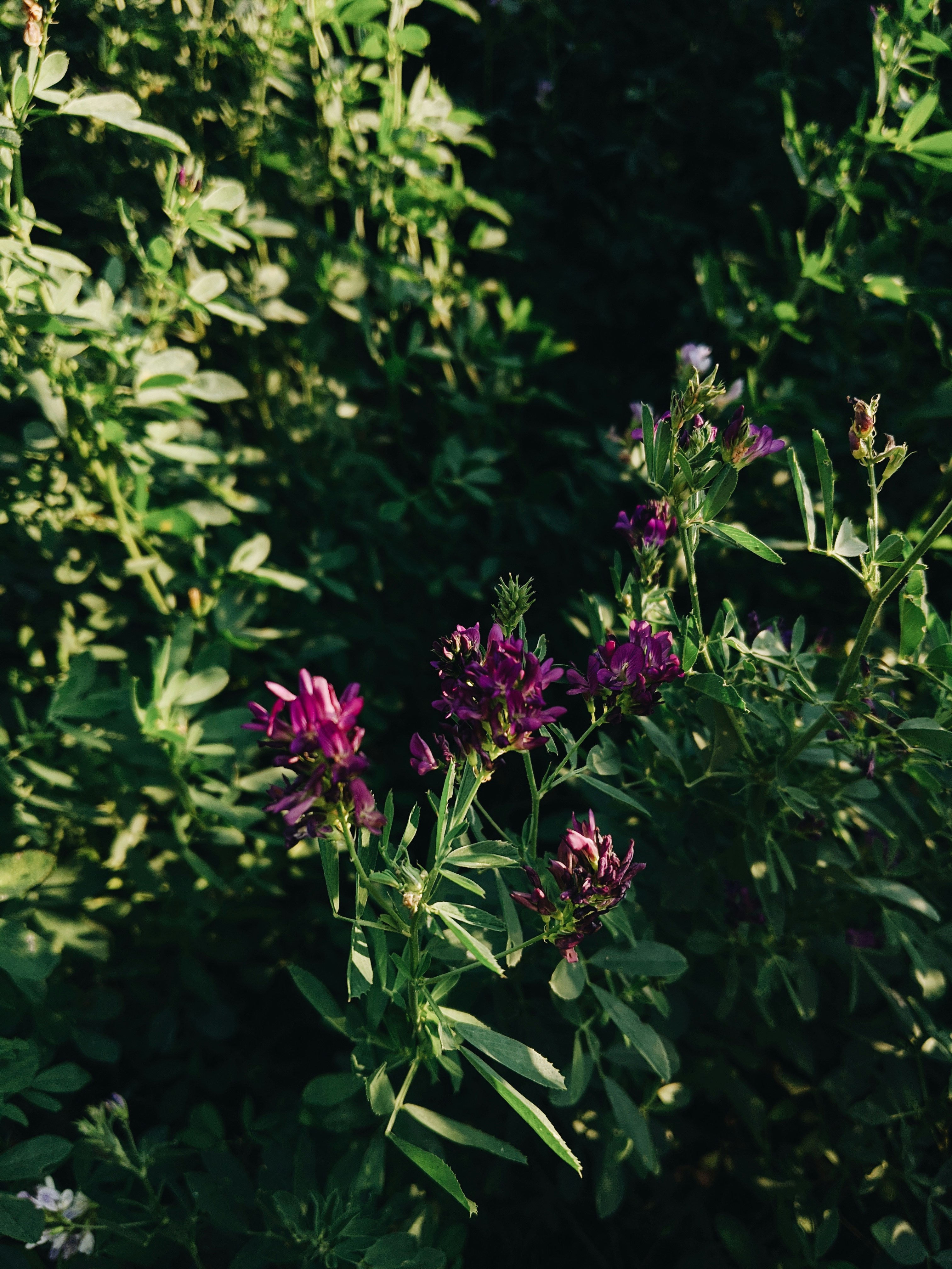 Photo by muchowakoid