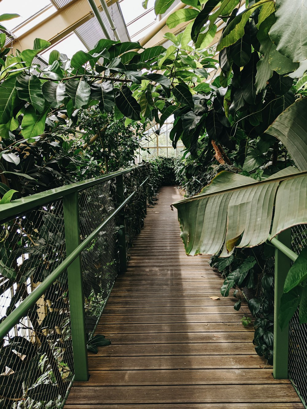 a wooden walkway in a greenhouse filled with lots of green plants