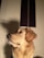A golden retriever with a soft, golden coat gazes to the side. The lighting emphasizes the texture of the fur and highlights its gentle expression. A blurred background with vertical dark panels adds depth to the scene.