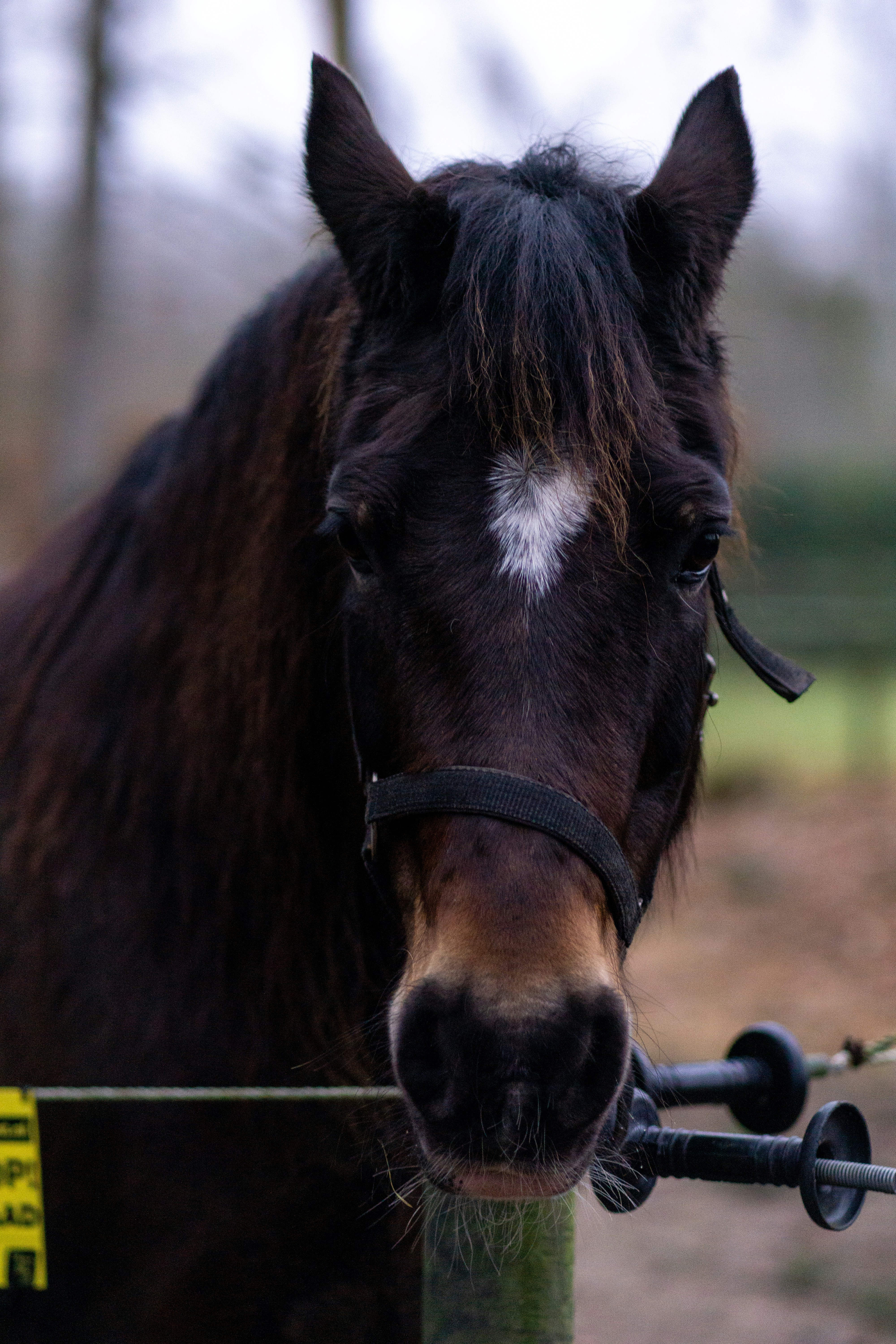 a brown horse with a white spot on it's face