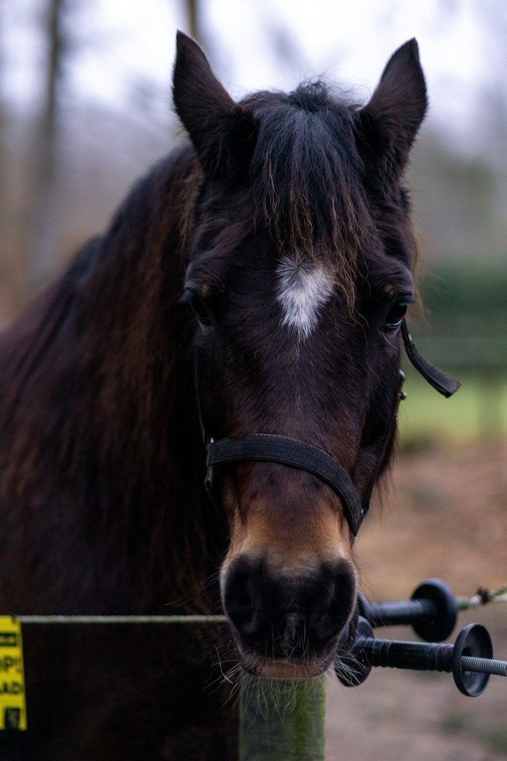 a brown horse with a white spot on it's face