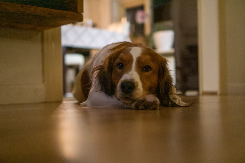 Nederlandse Kooikerhondje, photo 2