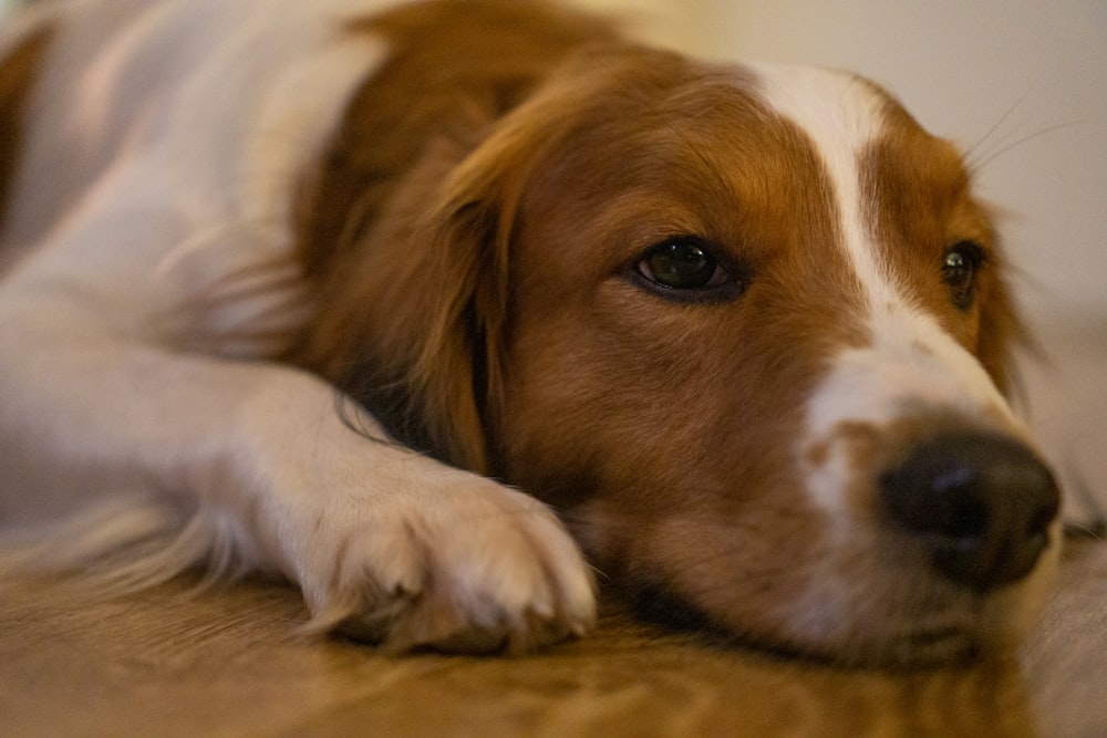 a close up of a dog laying on the floor