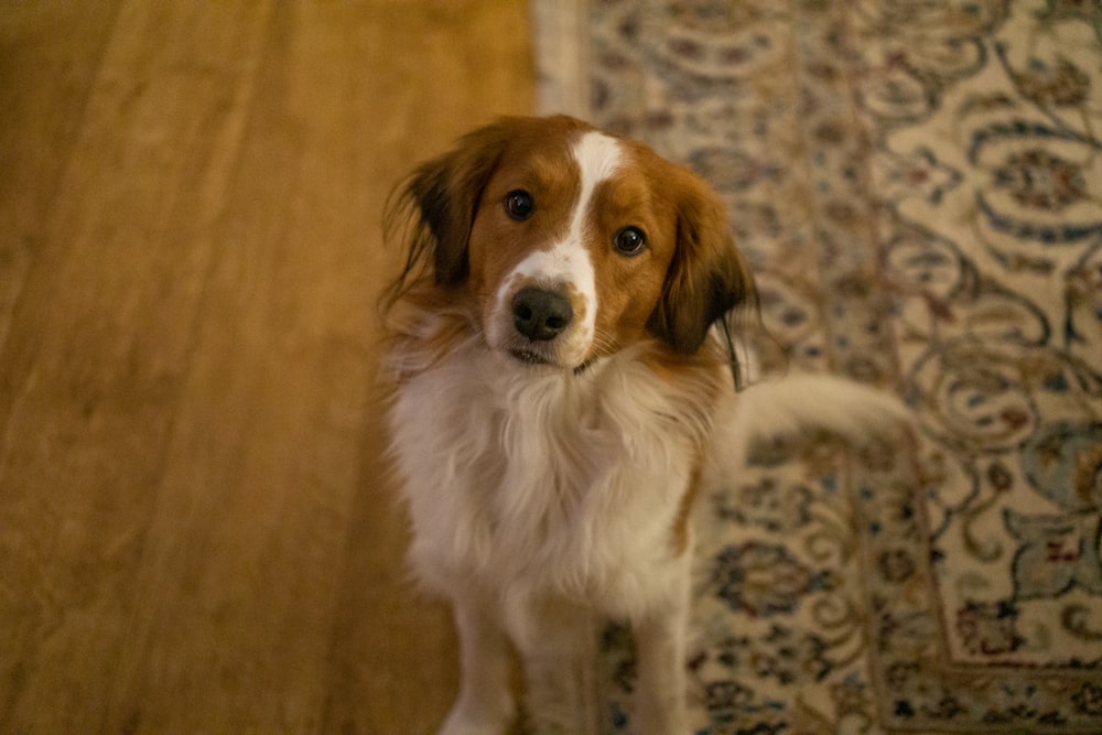 a brown and white dog standing on top of a wooden floor