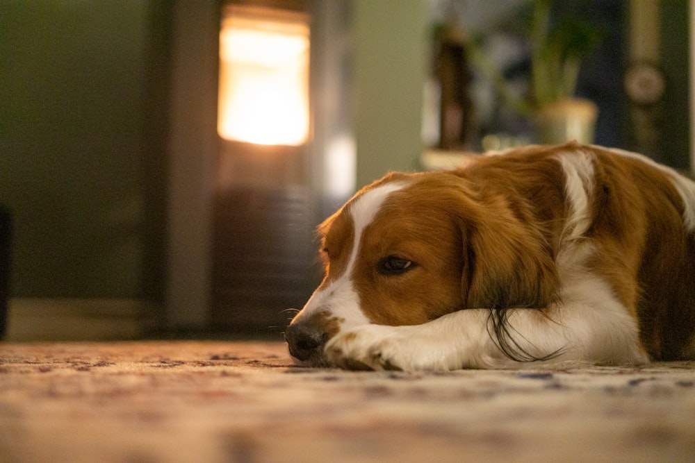 a brown and white dog laying on the floor