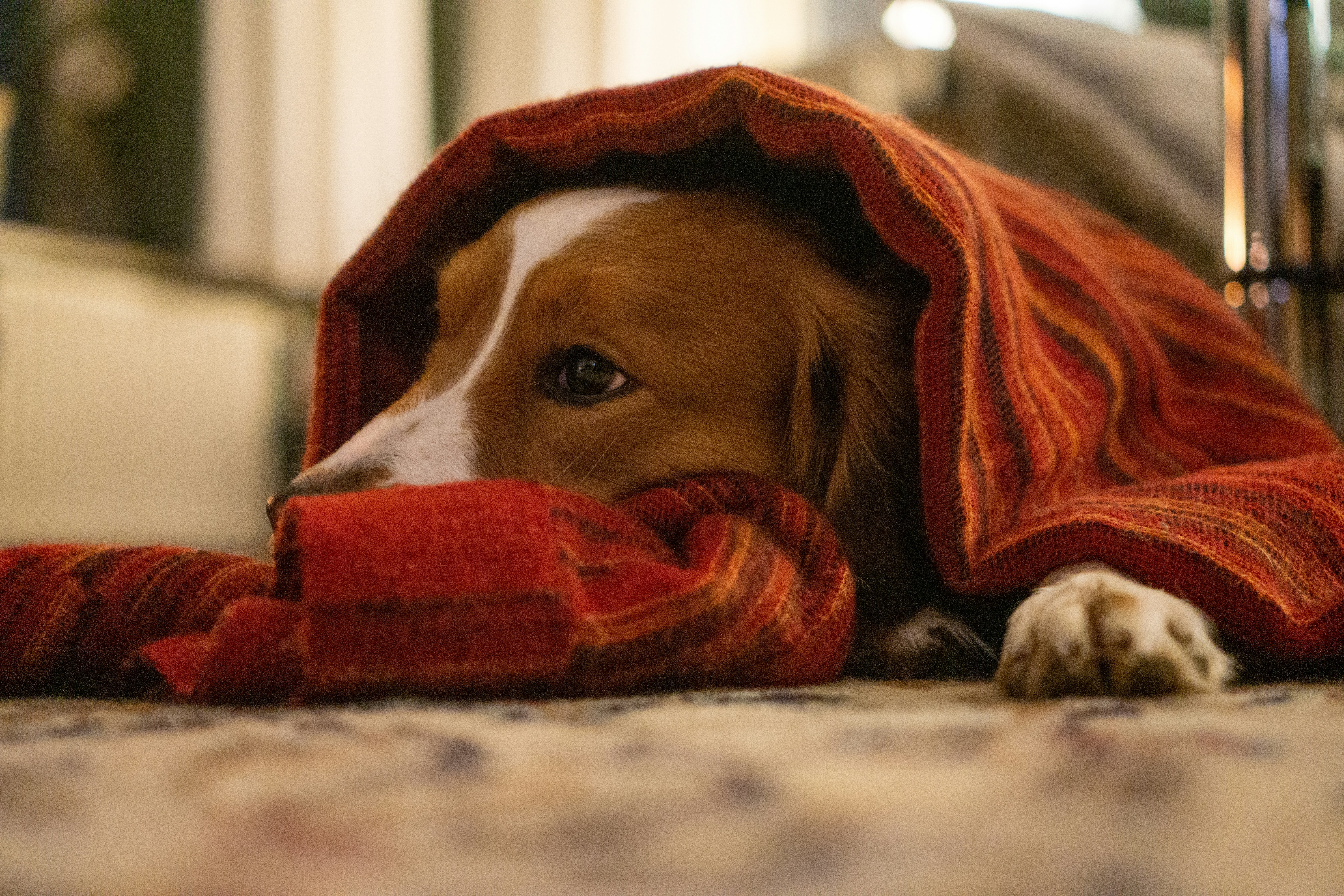 How to Improve Your Dog’s Sleep Quality