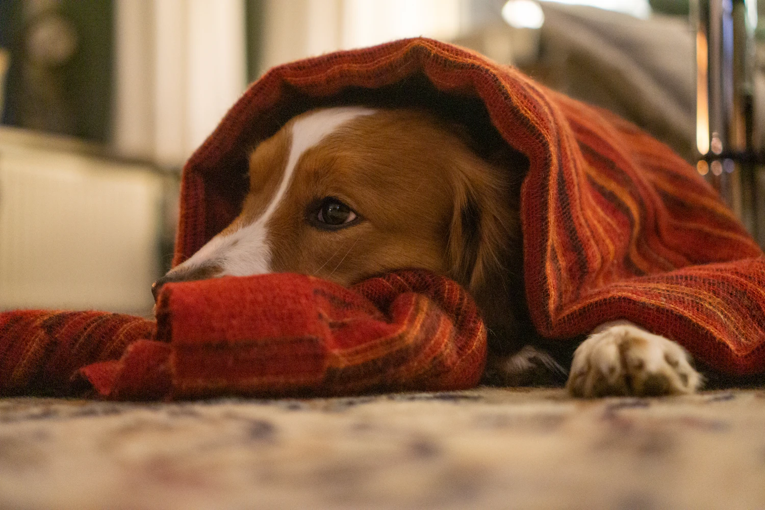 Dog lying half under a thick red wool blanket on a carpet