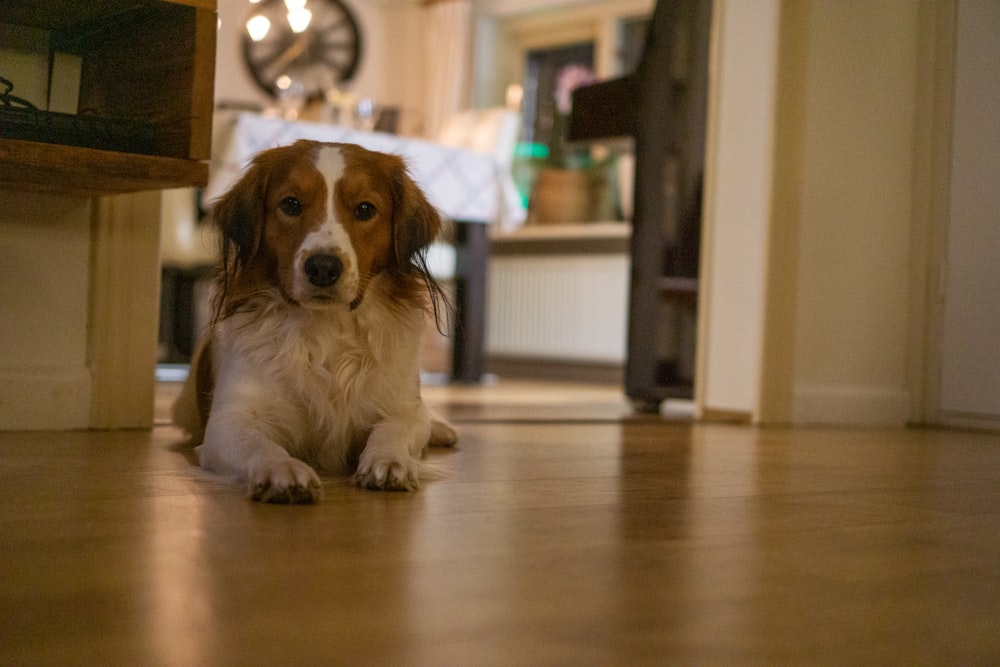 a brown and white dog sitting on a hard wood floor