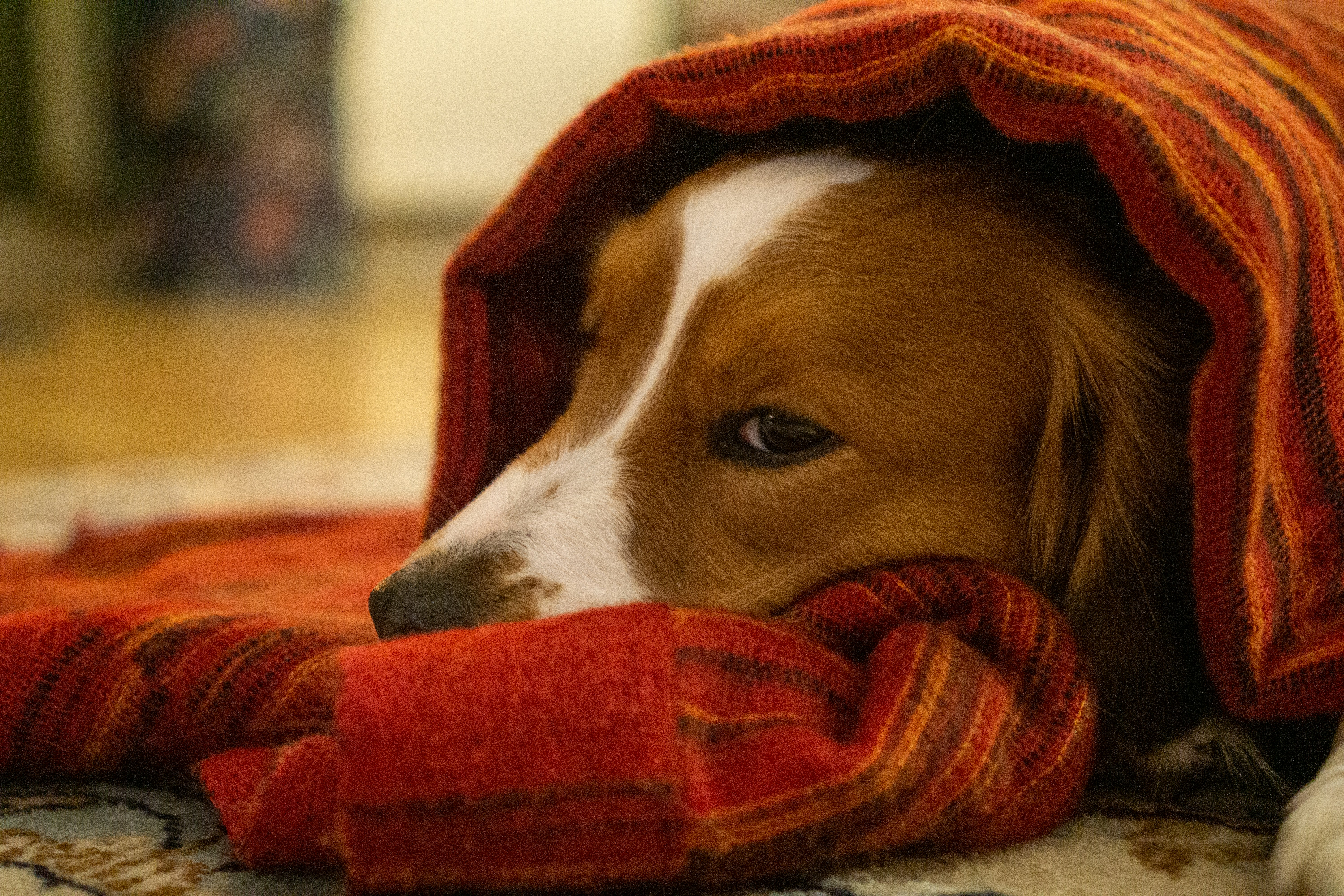 A dog rests comfortably under a striped blanket on a rug.