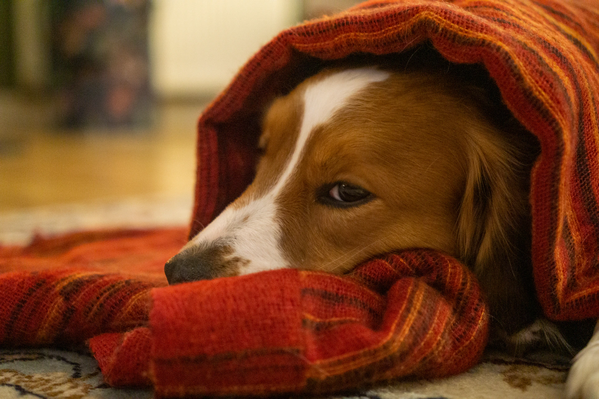 a brown and white dog laying under a blanket