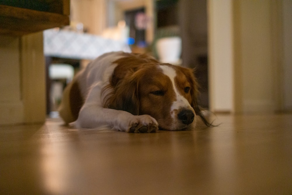 a brown and white dog laying on the floor